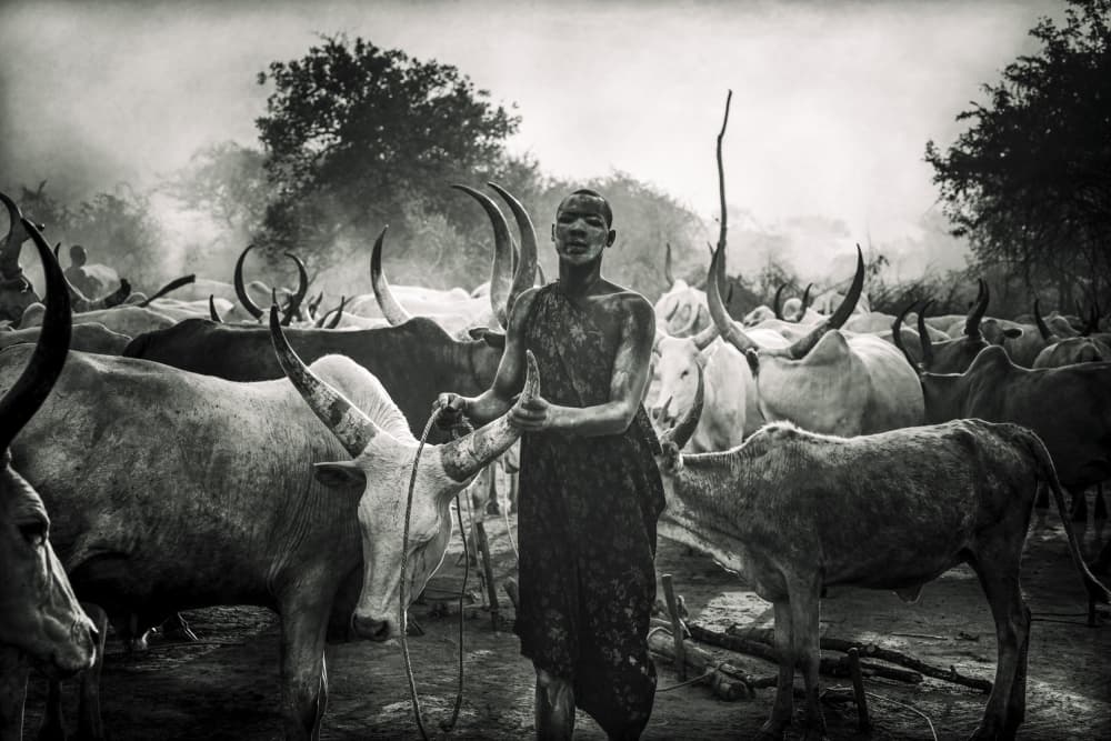 Dinka Man and Cattle by Svetlin Yosifov — canvas wall art