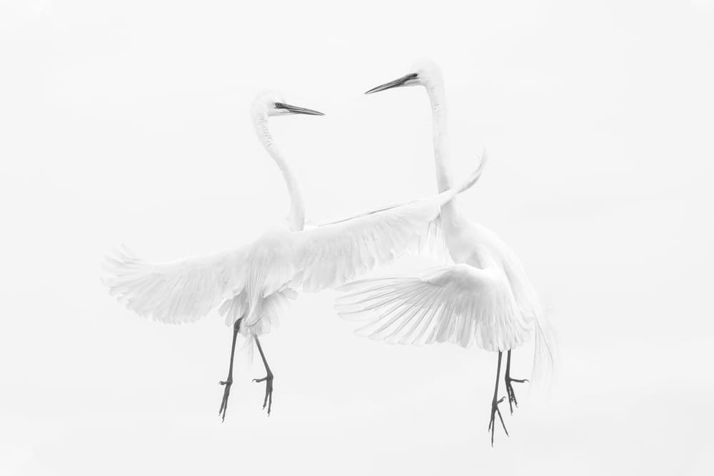 Dancing White Egrets by Qing Zhao — canvas wall art