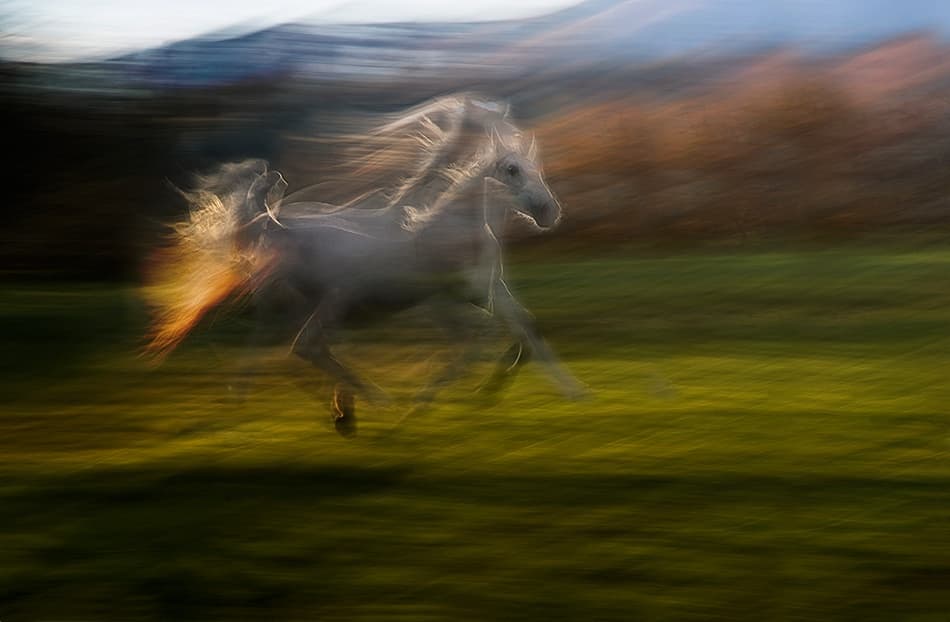 Fiery Horse Gallop by Milan Malovrh — canvas wall art