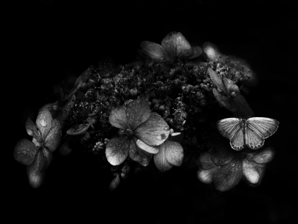 Delicate Butterfly Reflection by 市岡弘光 — canvas wall art
