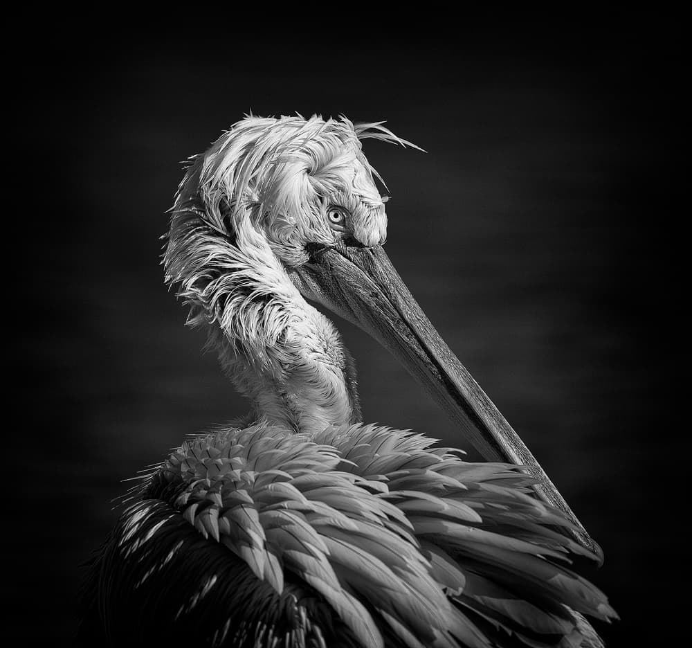 Dramatic Pelican Stare by C.S. Tjandra — canvas wall art