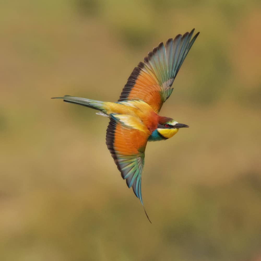 Colorful Bee-eater Flight by David Manusevich — canvas wall art