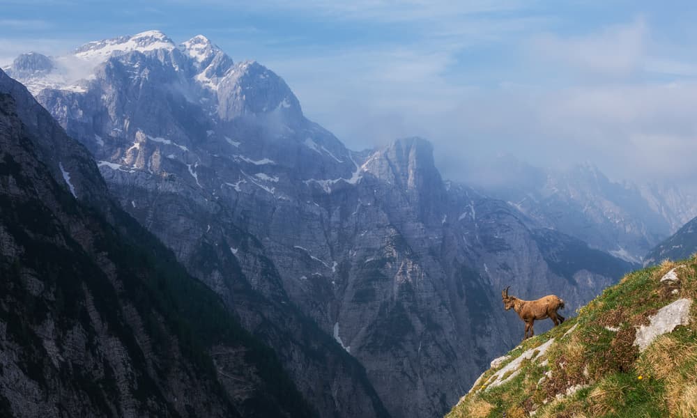 Alpine Mountain Goat by Ales Krivec — canvas wall art
