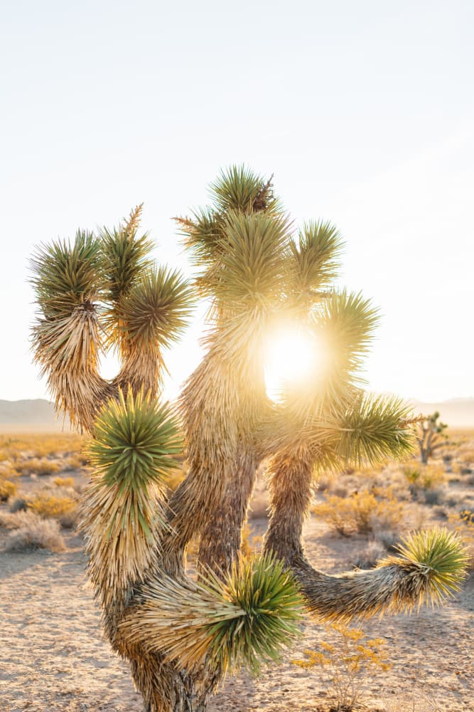 Joshua Tree Golden Light by Bethany Young — canvas wall art