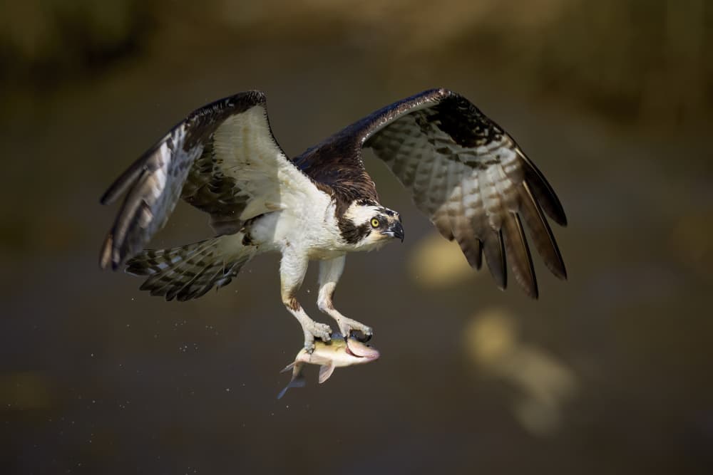 Osprey Catches Fish by Johnny Chen — canvas wall art