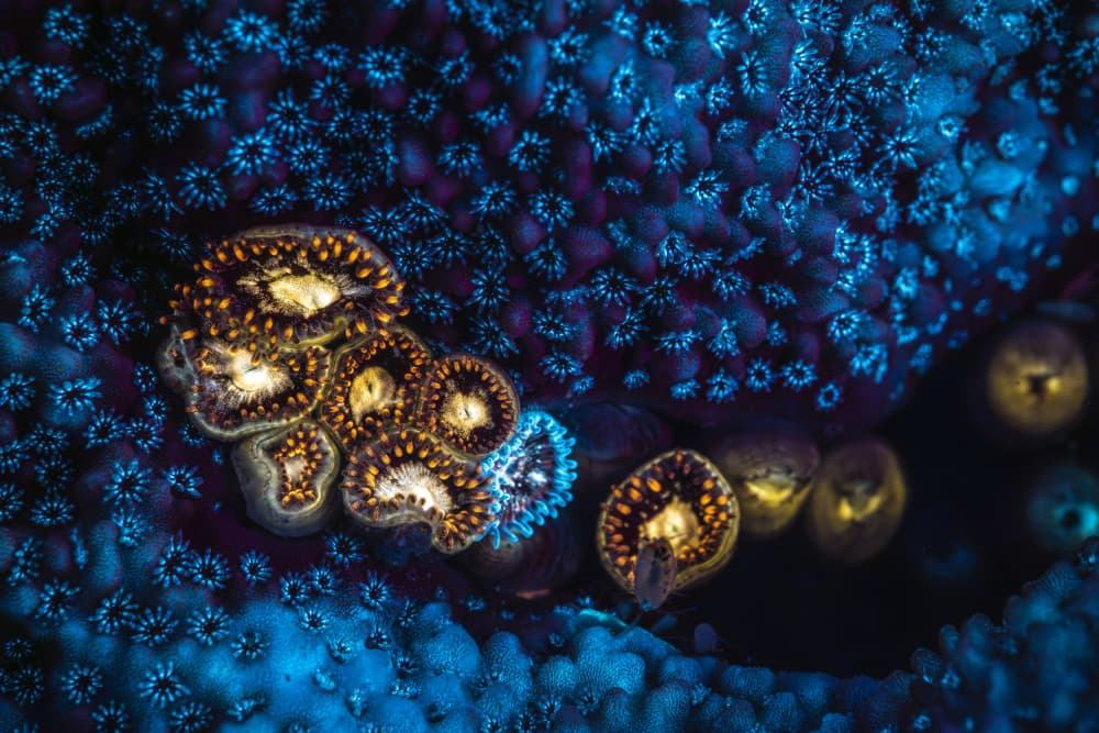 Blue Coral Glow by Barathieu Gabriel — canvas wall art