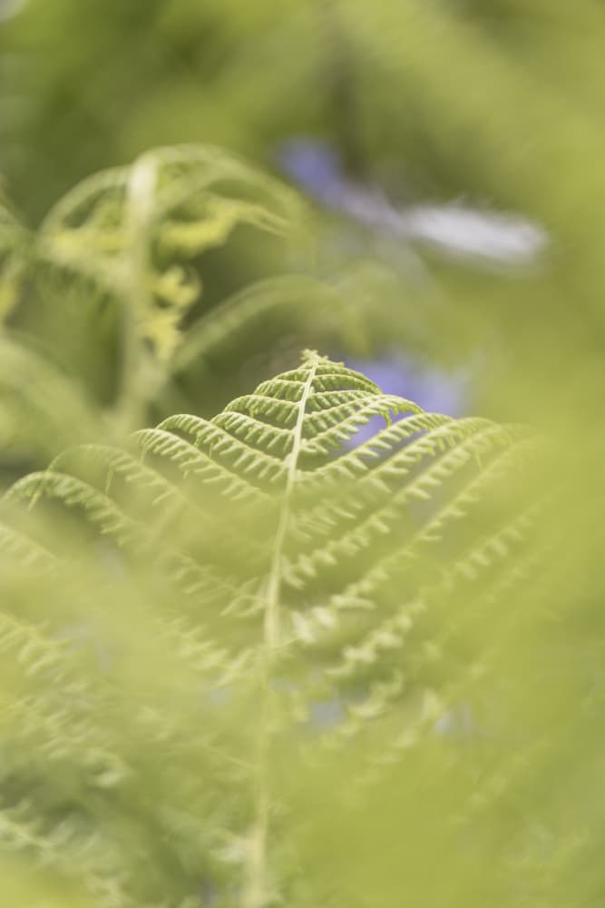 Delicate Fern Frond by Lynann Colligan — canvas wall art
