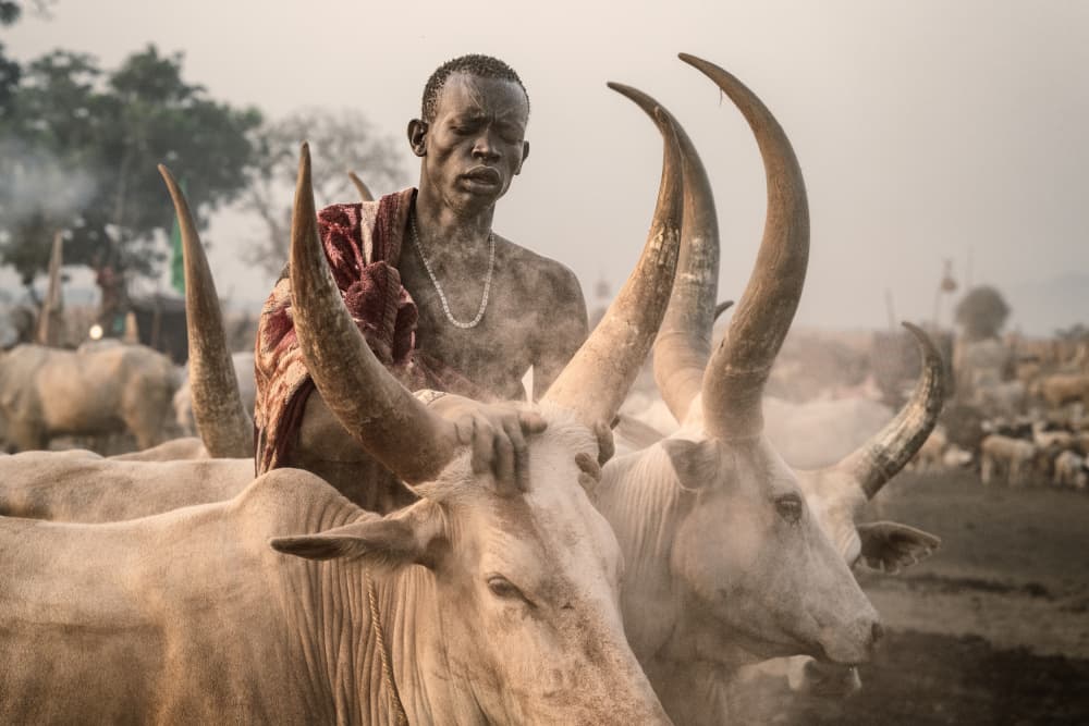 African Man and Cattle by Trevor Cole — canvas wall art