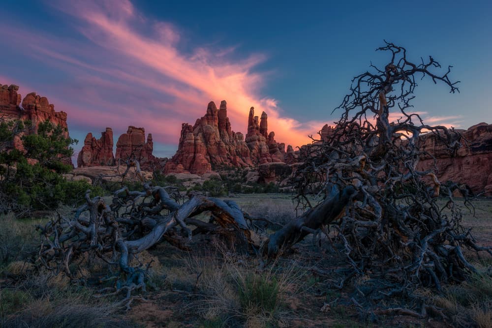 Twisted Tree Desert Sunset by Mei Xu — canvas wall art