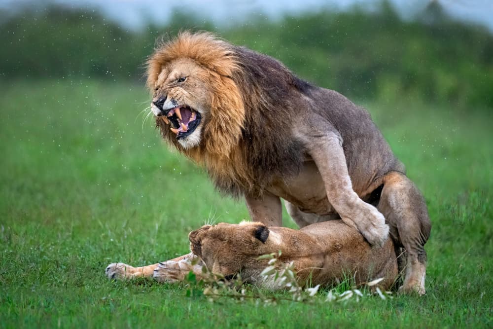 Mating Lions Roar by Xavier Ortega — canvas wall art