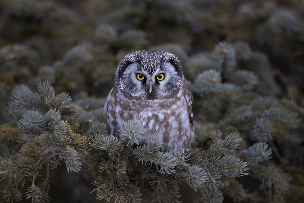 Watchful Forest Owl by Max Wang — canvas wall art