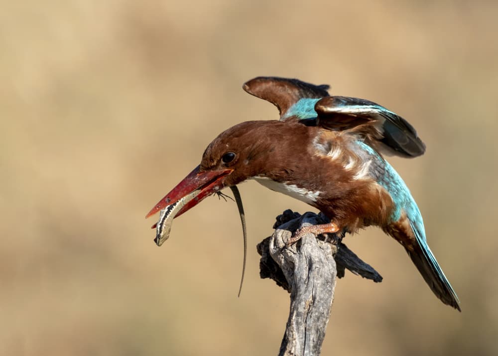 Kingfisher Catches Lizard by Eyal Amer — canvas wall art