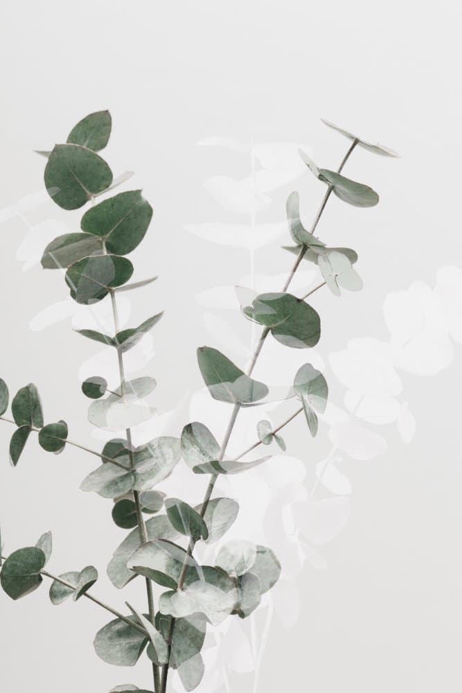 Fresh Eucalyptus Leaves by Pictufy Studio III — canvas wall art