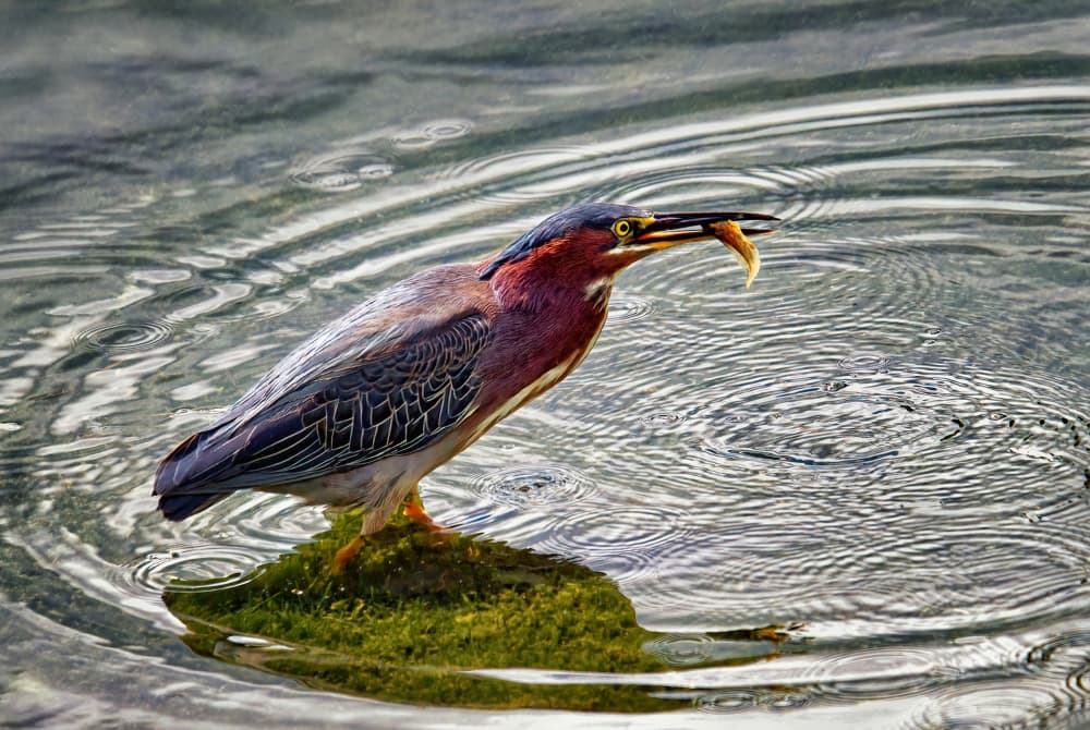 Green Heron Catches Fish by Lucie Gagnon — canvas wall art