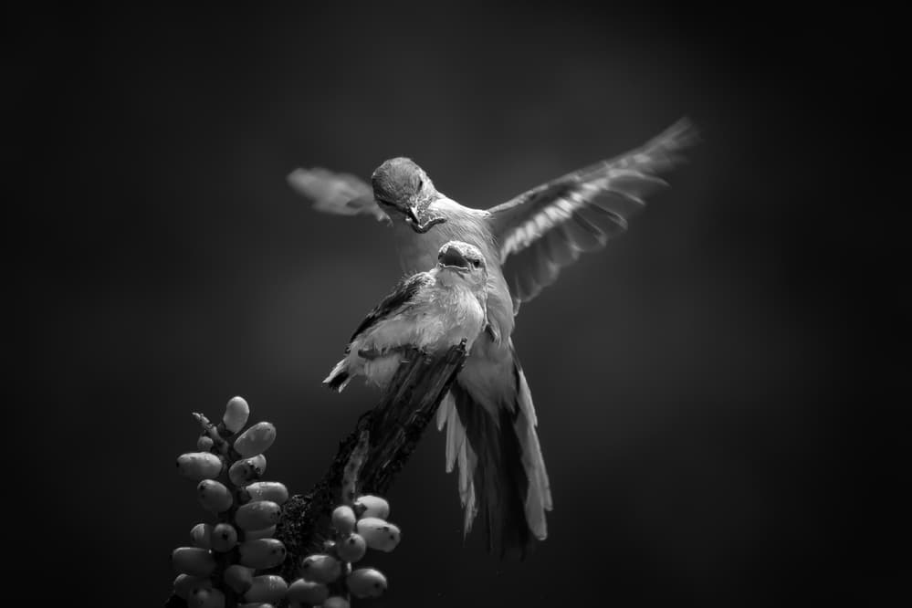 Wild Bird Nurturing by Gunarto Song — canvas wall art