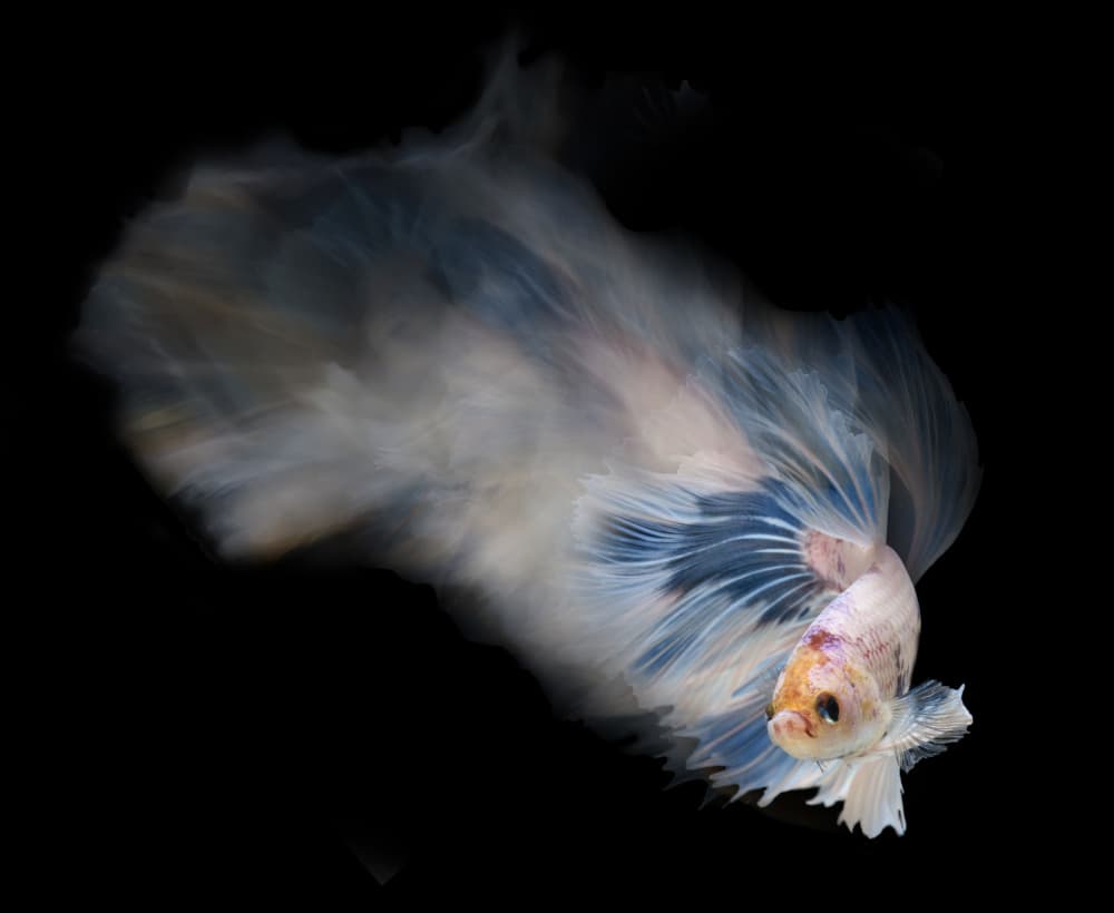 Ethereal Blue Betta by Rawisyah Aditya — canvas wall art