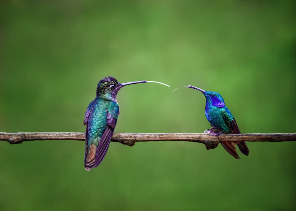 Hummingbirds Nectar Moment by Ti Wang — canvas wall art