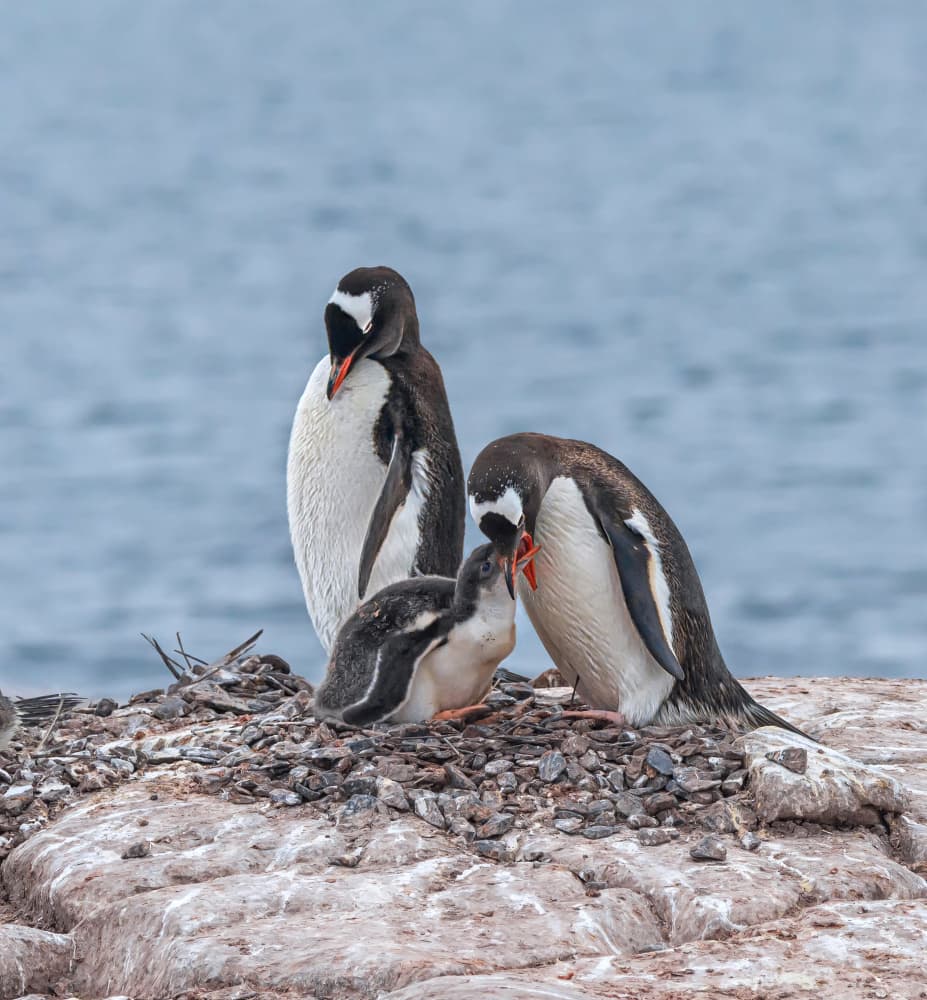 Gentoo Penguin Family Feeding by Jiahong Zeng — canvas wall art
