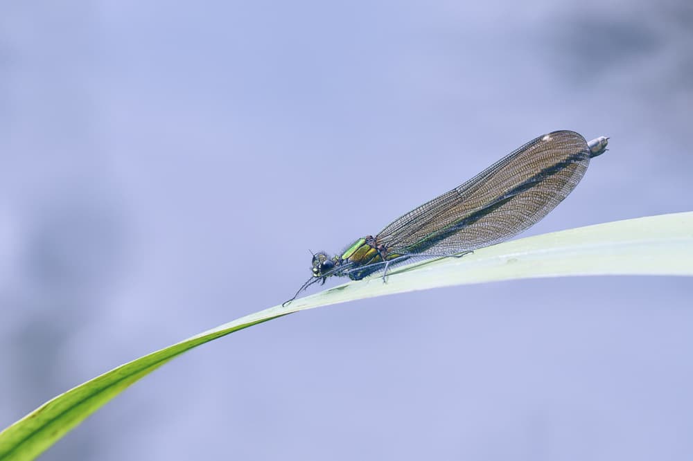Metallic Damselfly on Leaf by Benjamine Hullot Scalvenzi — canvas wall art