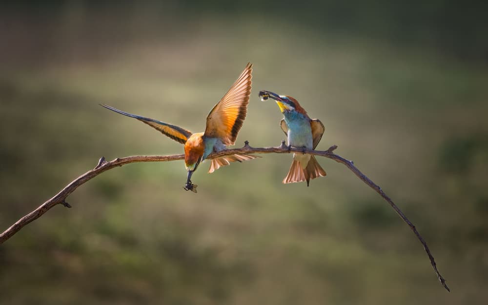 Colorful Bee-eaters Feeding by Larry Deng APA — canvas wall art