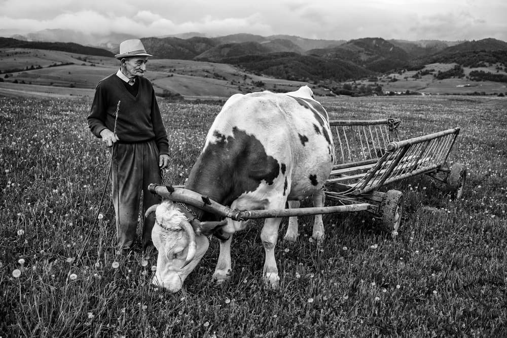 Old Farmer and Ox Cart by Zoran Toldi (EFIAP AZSF) — canvas wall art