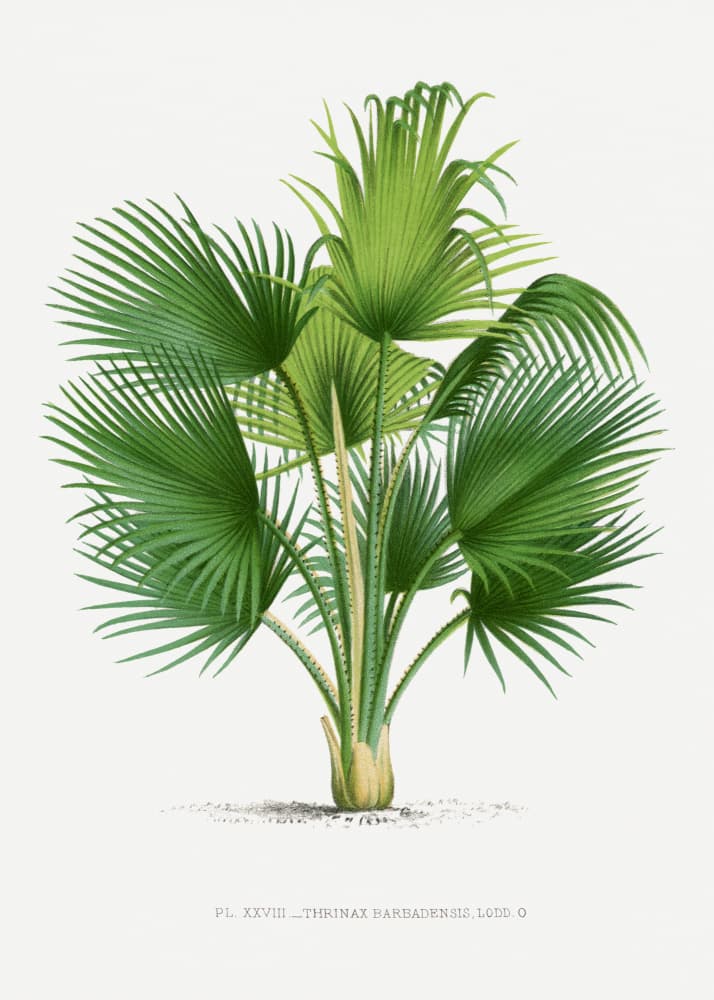 Xxvii Thrinax B