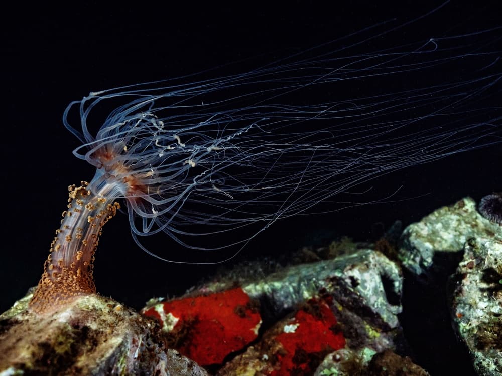 Mysterious Sea Anemone by Serge Melesan — canvas wall art