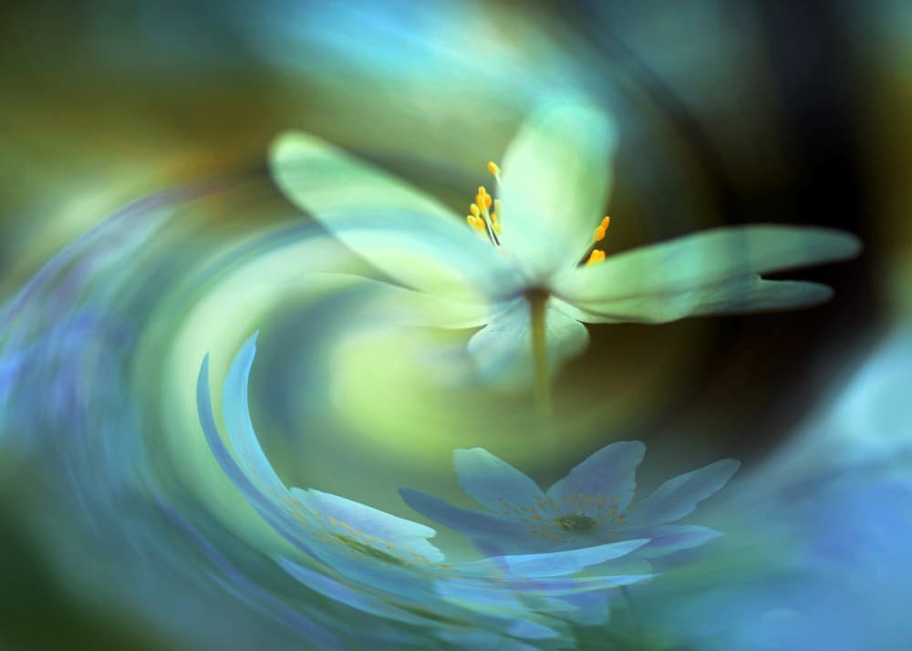 Ethereal Flower Swirl by Ylva Sjögren — canvas wall art