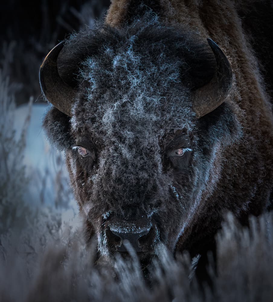 Intense Frosty Bison by Yuan Su — canvas wall art