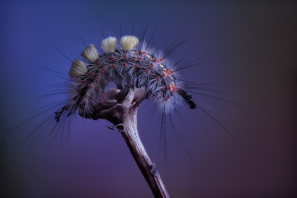 Fuzzy Caterpillar Macro by Jimmy Hoffman — canvas wall art