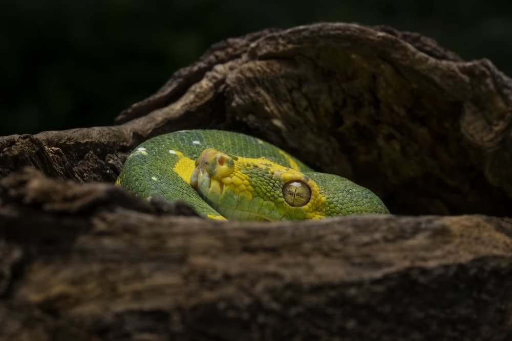 Coiled Green Python by Tantoyensen — canvas wall art