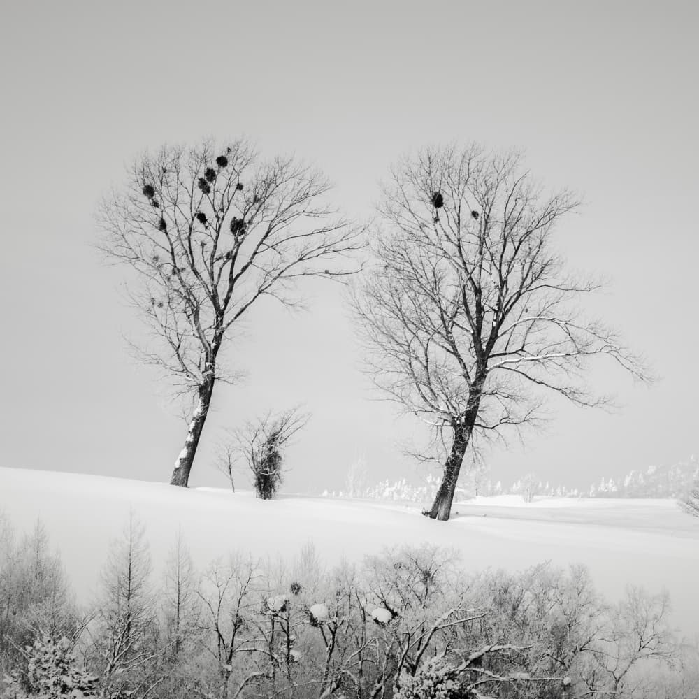 Stark Winter Trees by Jana Luo — canvas wall art