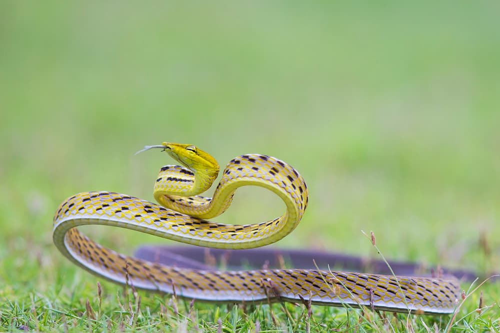 Vibrant Green Snake by Phat Dao Tan — canvas wall art
