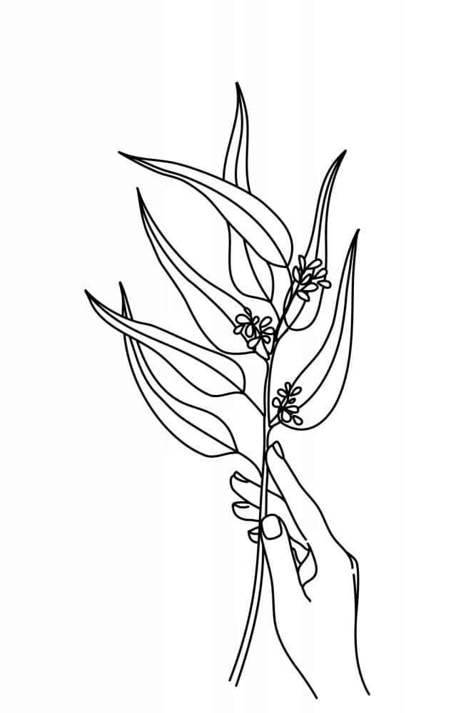 Delicate Eucalyptus Line Art by Rosana Laiz Blursbyai — canvas wall art