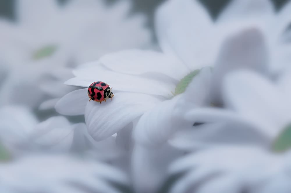 Ladybug on White Petal by Edy Pamungkas — canvas wall art