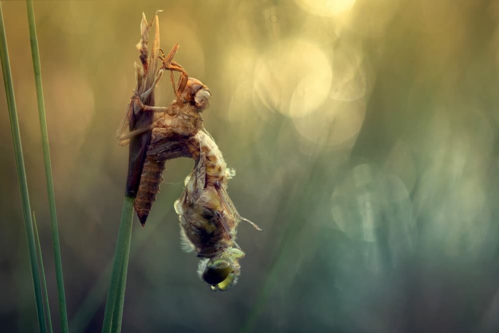 Dragonfly Emergence by Wil Mijer — canvas wall art