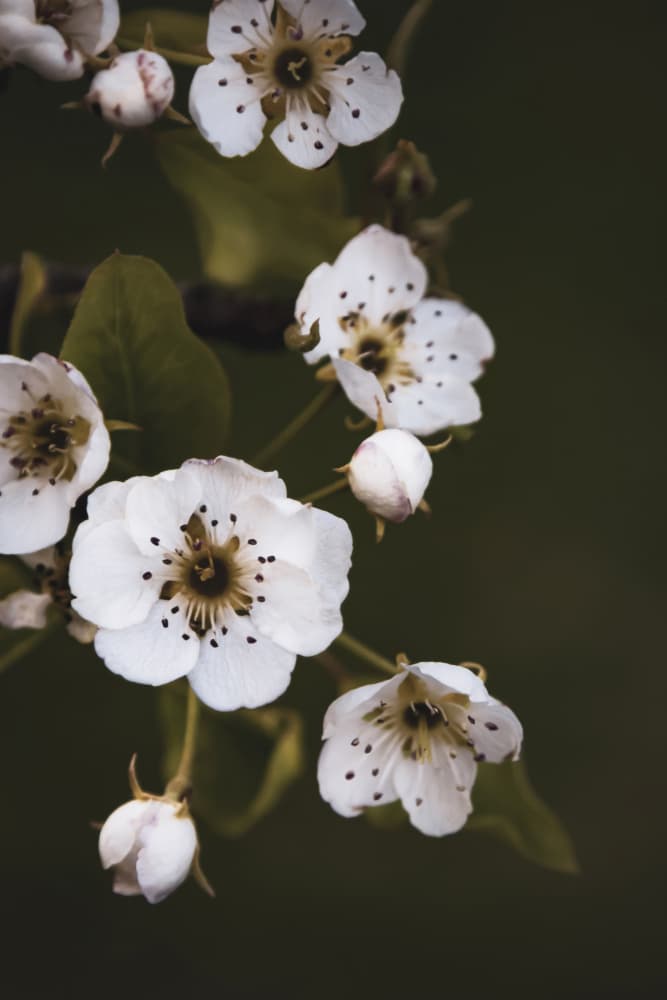 Moody White Blossoms by Stephanie Klatt — canvas wall art