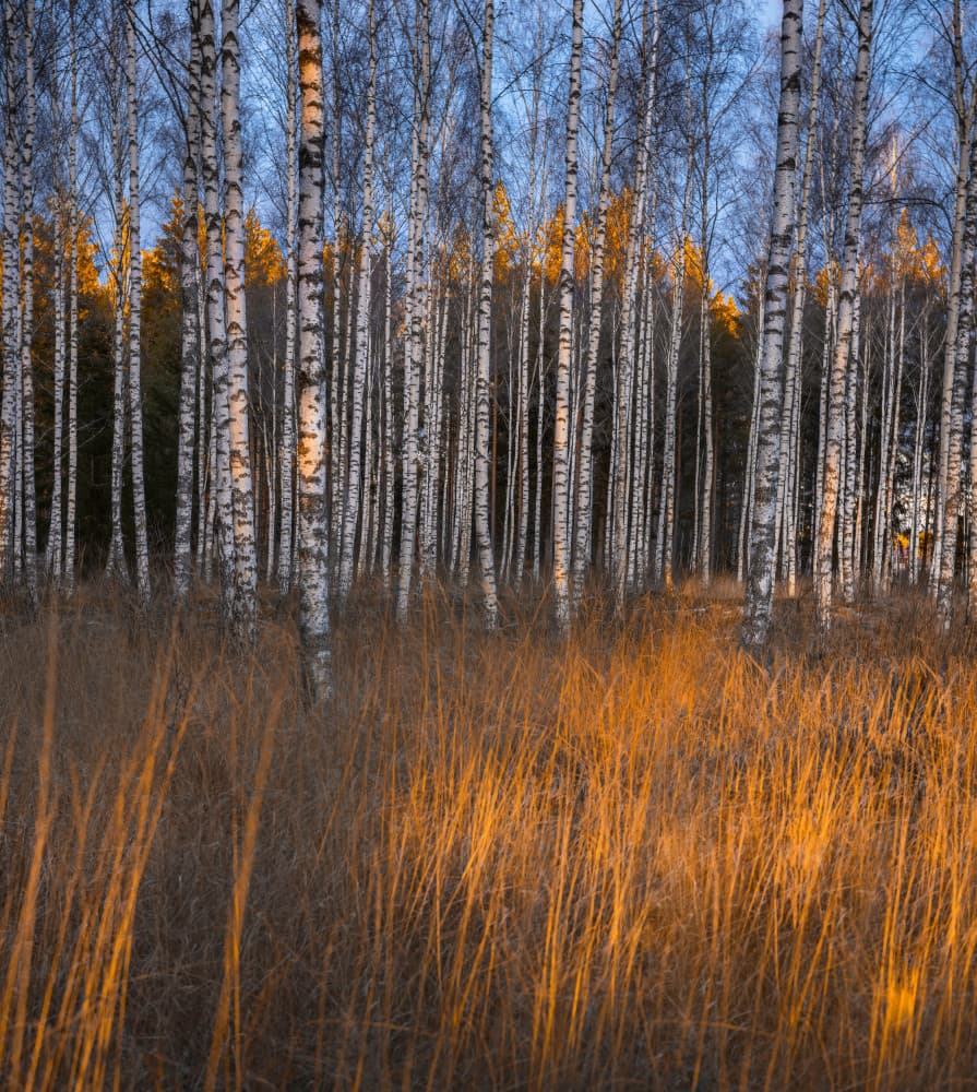 Golden Grass Birch Forest by Christian Lindsten — canvas wall art