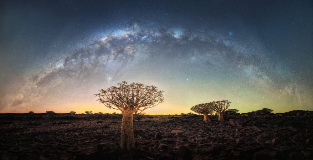 Stars Over Quiver Trees by Gu and Hongchao — canvas wall art