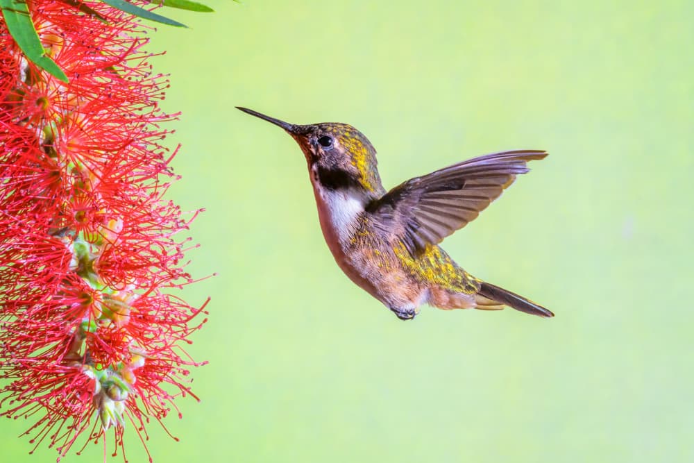 Hummingbird at Bottlebrush Flower by Siyu_Wei APA — canvas wall art