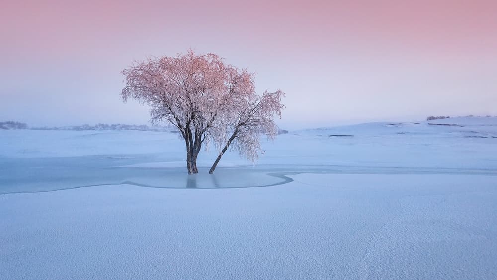 Serene Frosted Trees by Bingo Z — canvas wall art