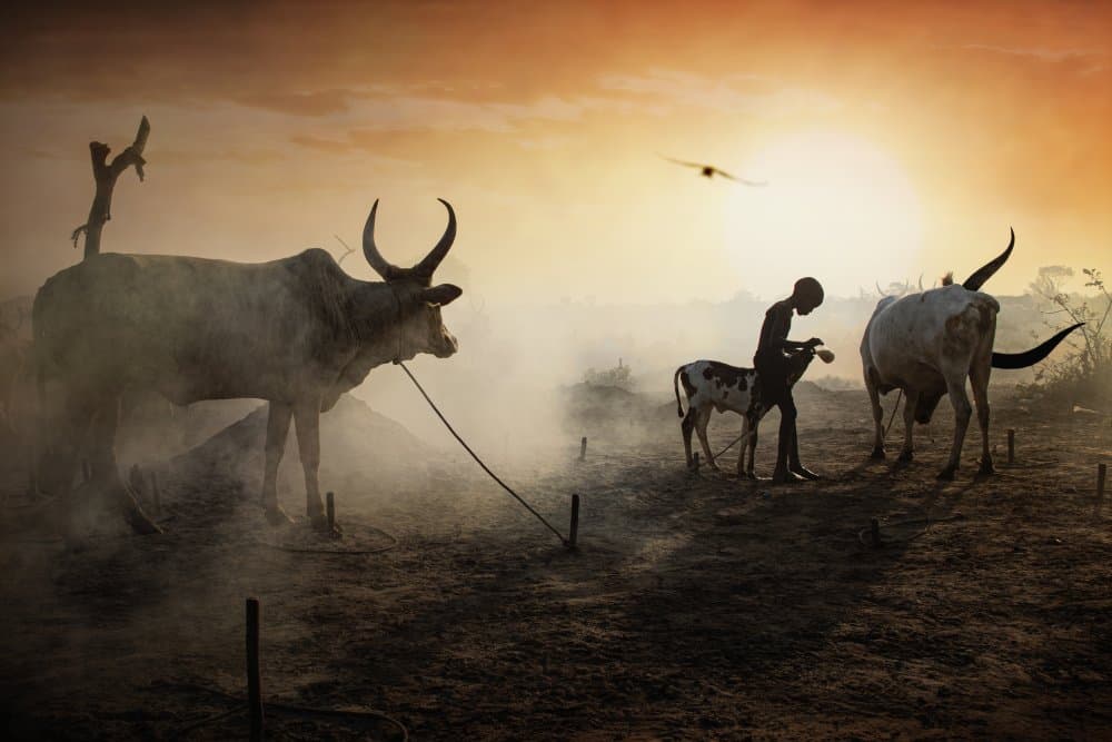 Golden Hour Cattle Herding by Svetlin Yosifov — canvas wall art