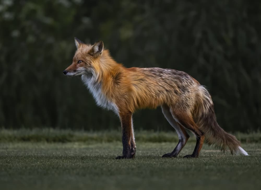 Alert Red Fox by Judy Tseng — canvas wall art