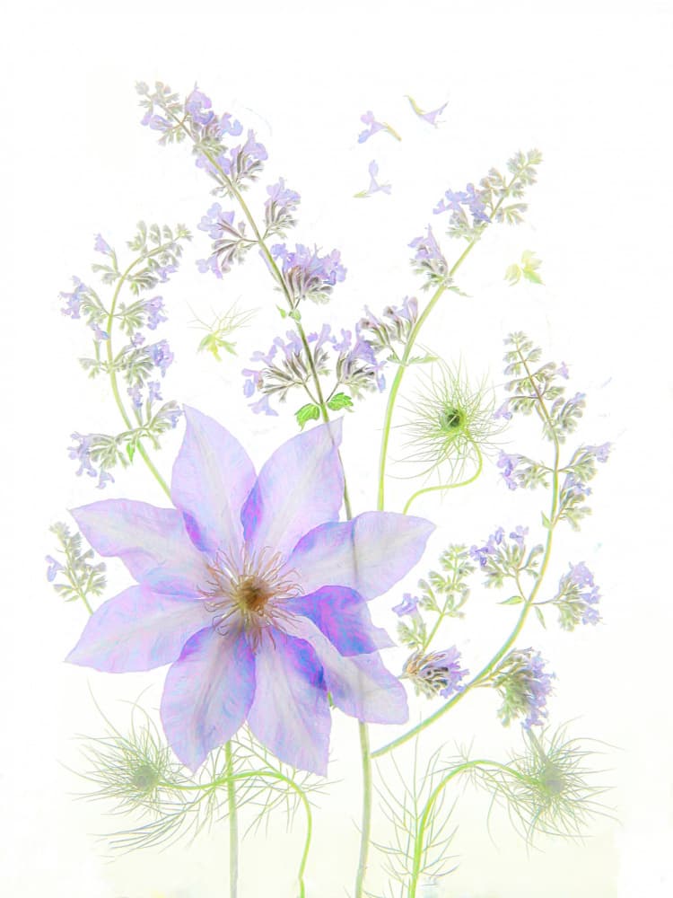 Delicate Lavender Blooms by Fangping Zhou — canvas wall art