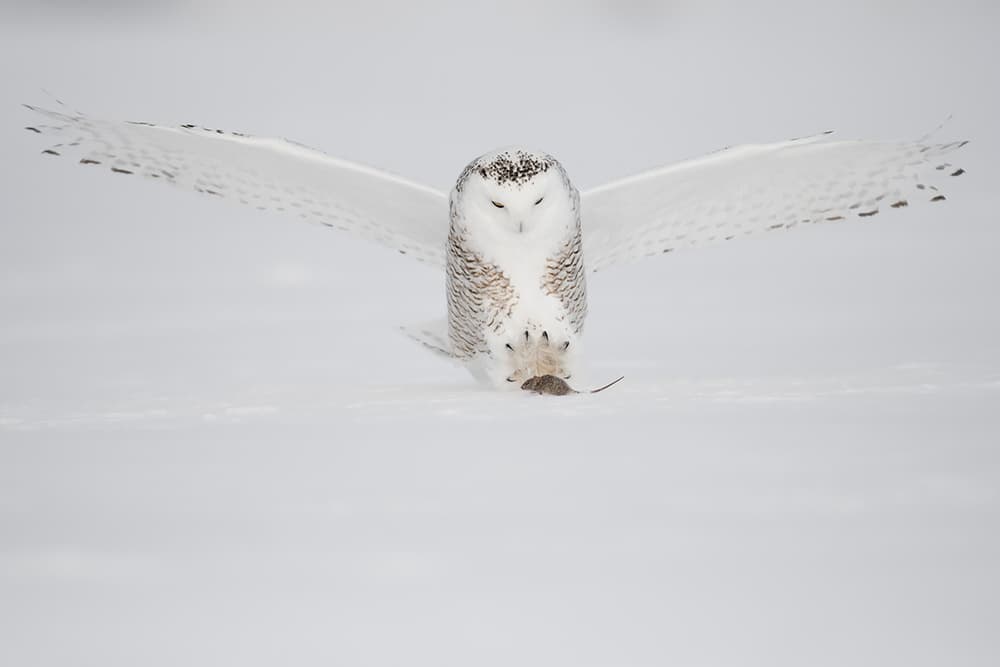 Snowy Owl Hunting Prey by Marco Pozzi — canvas wall art