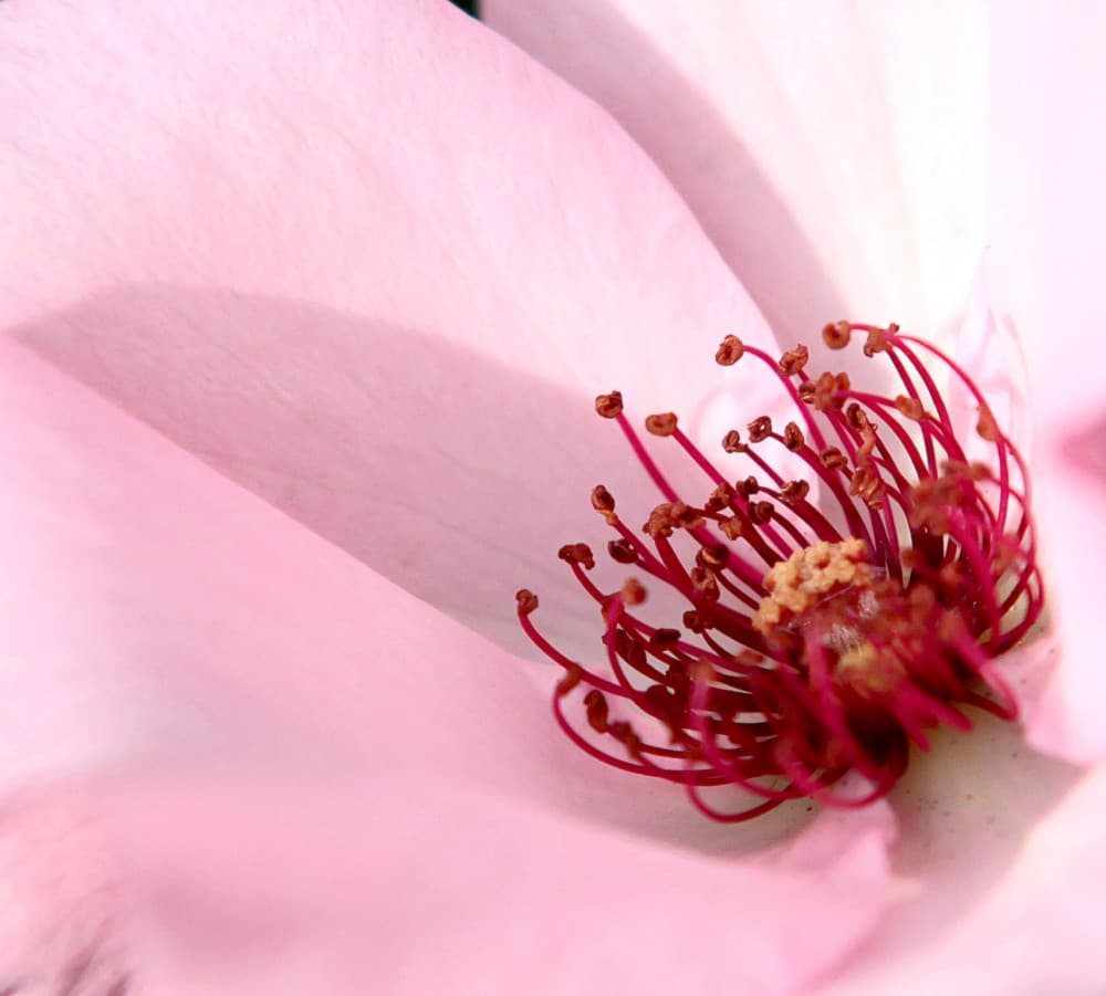 Pink Flower Center by Anna Cseresnjes — canvas wall art