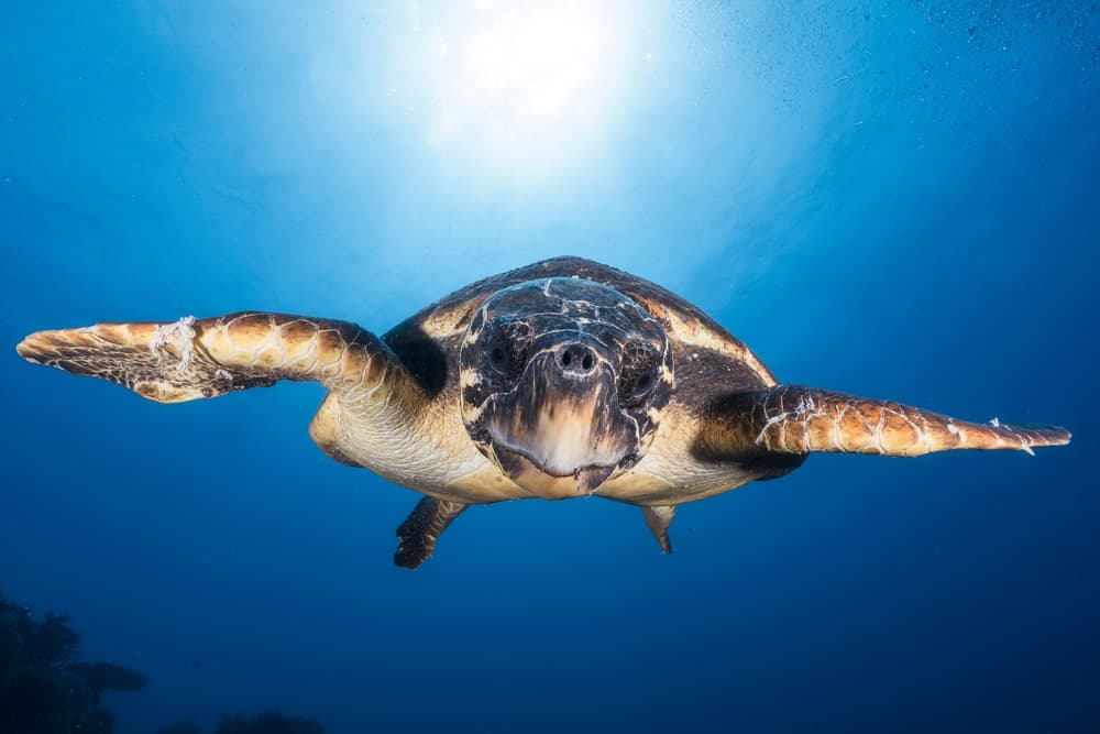 Sunlit Sea Turtle by Barathieu Gabriel — canvas wall art