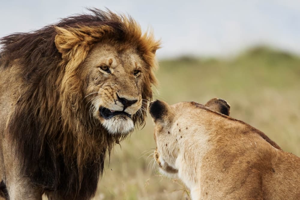 Wild Lions Encounter by Massimo Mei — canvas wall art