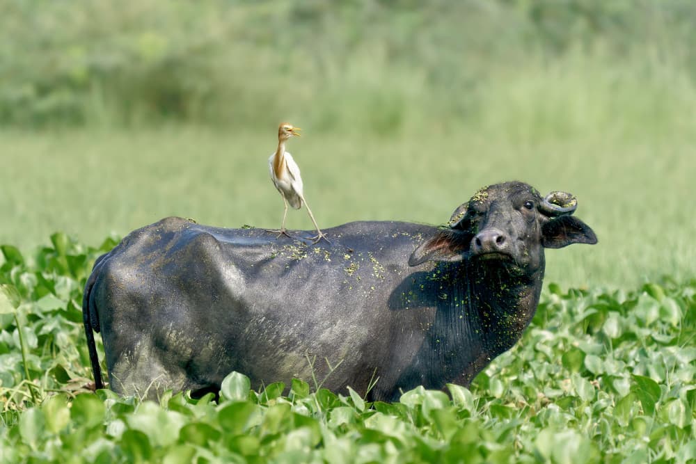 Water Buffalo and Egret by Rajat Dhesi — canvas wall art