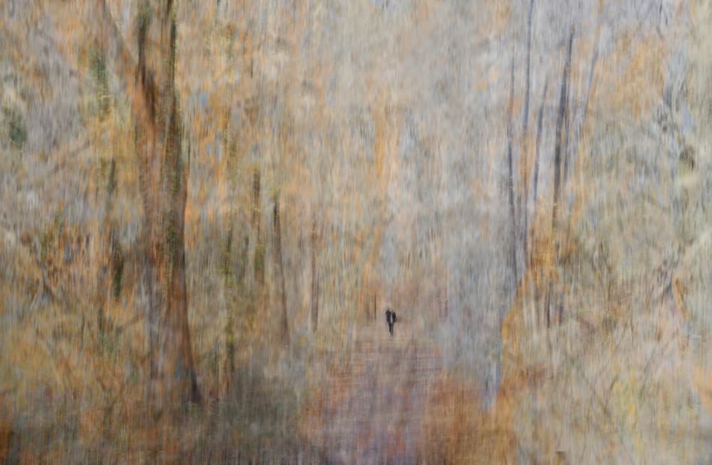 Dreamy Autumn Forest by Isabelle DUPONT — canvas wall art